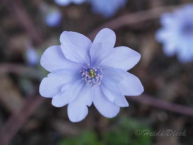 Hepatica Himmelslicht4.JPG